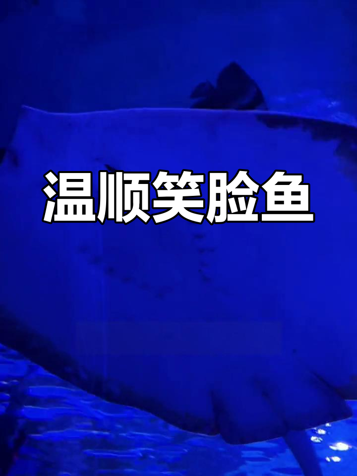 海底世界的微笑大师:鳐鱼