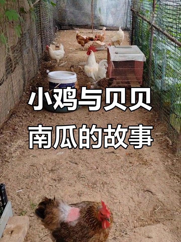 小鸡们的日常:打架、孵蛋,南瓜疯长成灾