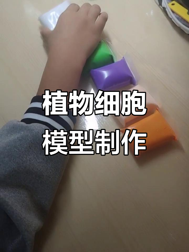 用橡皮泥制作植物细胞模型,简单又有趣!