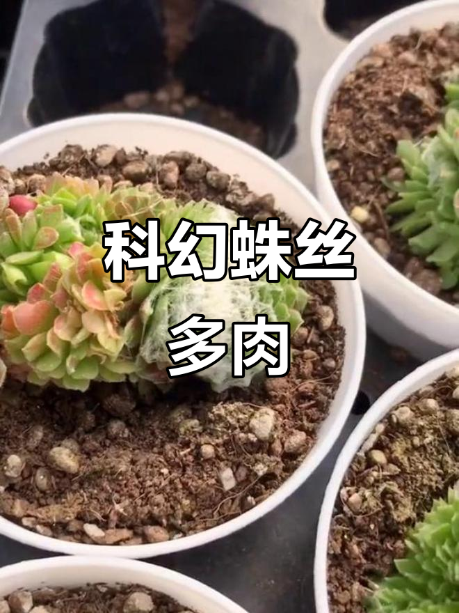 神秘蛛丝卷娟,科幻感十足的多肉植物