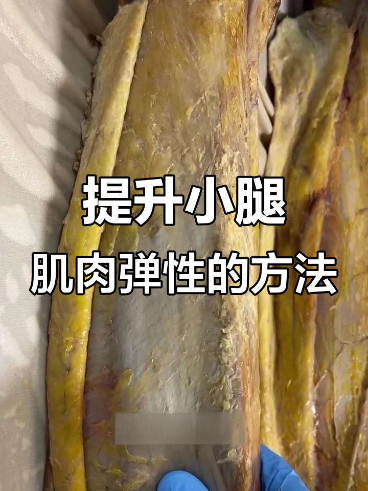 小腿肌肉的弹性与结构揭秘,如何通过锻炼增强