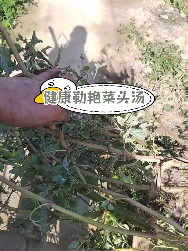 纯天然勒艳菜头汤,健康美味