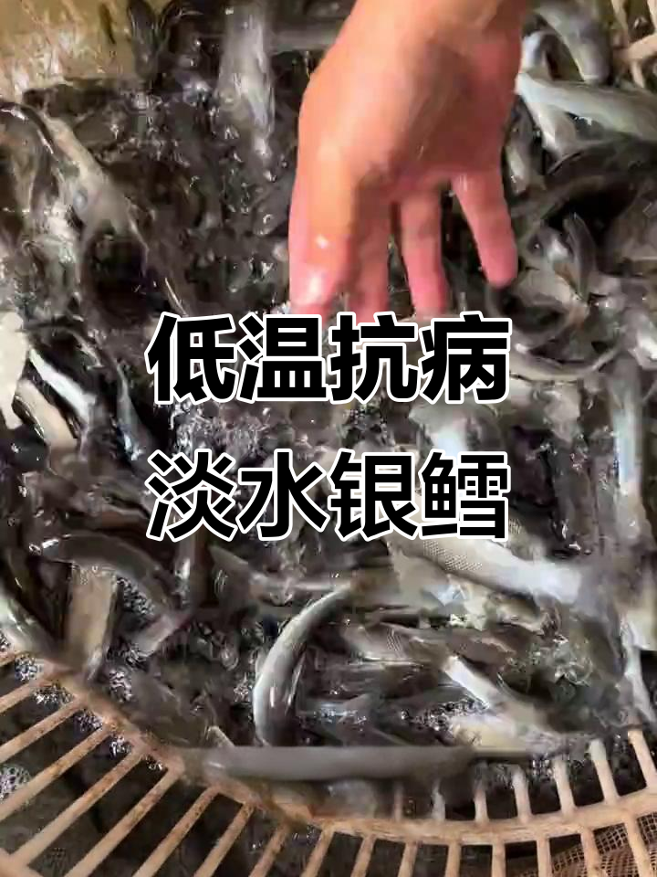 淡水银鳕鱼：肉质细嫩如豆花，低氧耐低温，养殖轻松赚大钱