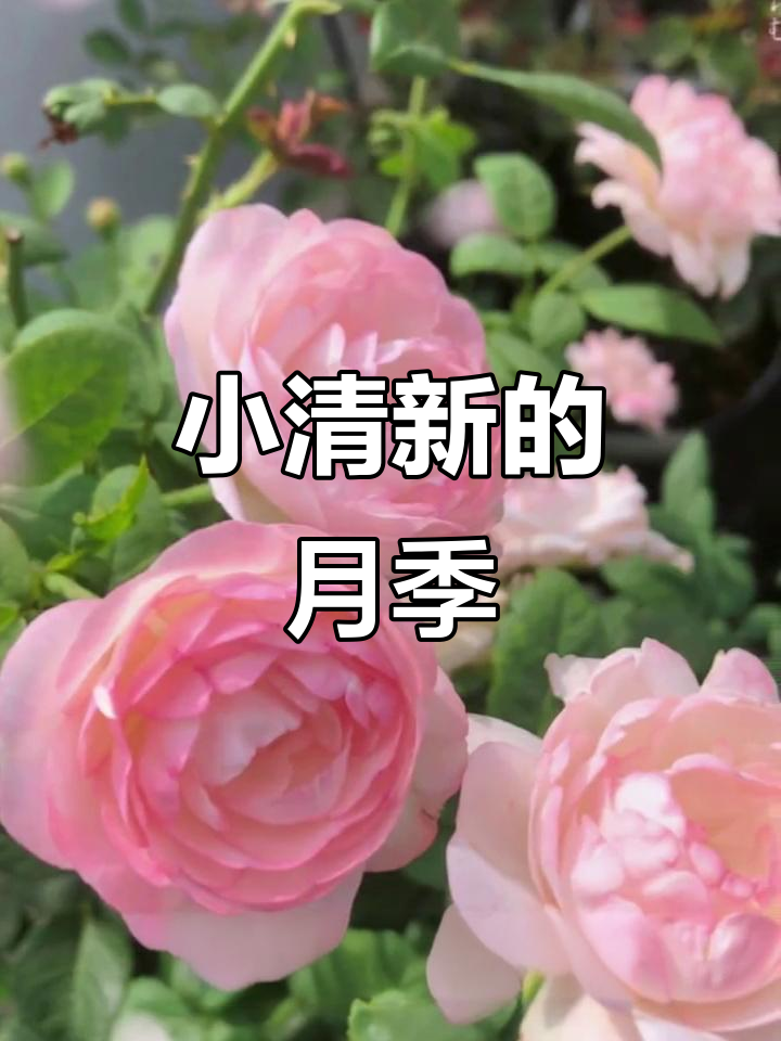 草莓杏仁饼,清新又丰花,阳台种植最佳选择