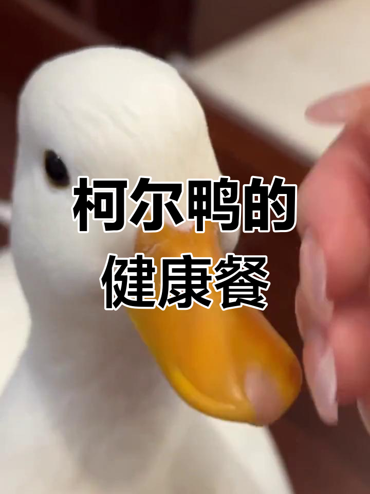 柯尔鸭的日常美味时光