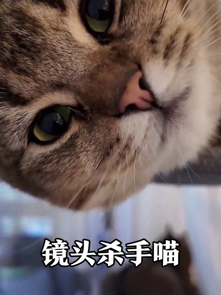 虎斑猫怼脸拍上演表情包攻击,伸手抢手机笑翻网友
