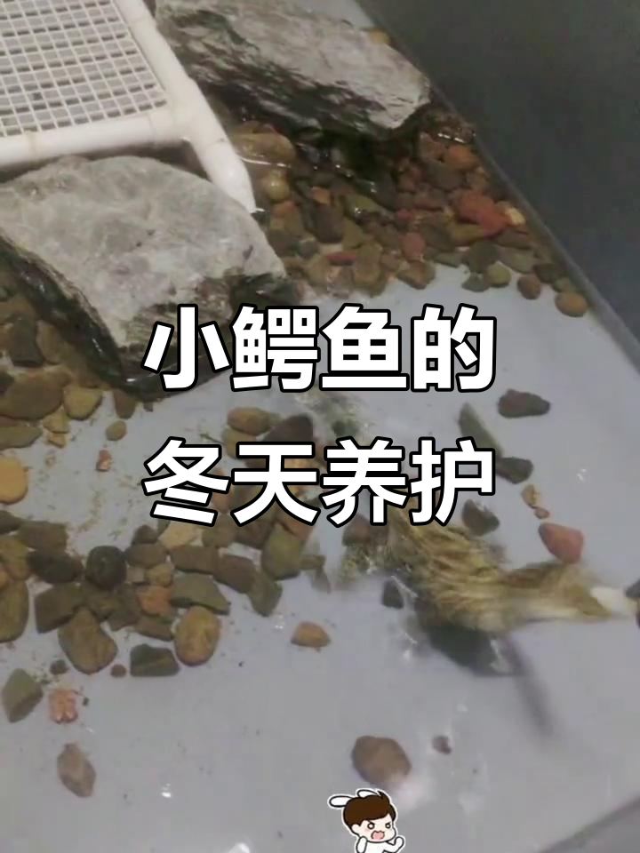 冬季小鳄鱼饲养技巧,保持水温环境温暖