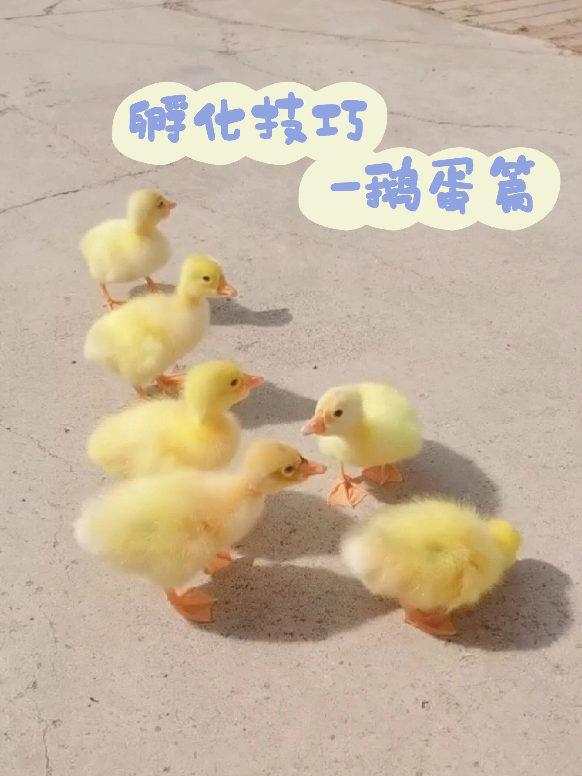 孵化技巧-鹅蛋篇