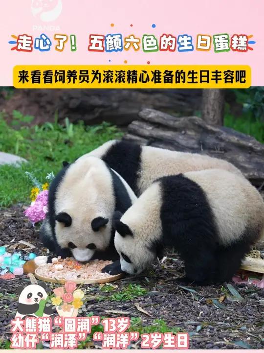 「沉浸式欣赏大熊猫的五彩冰蛋糕」熊猫基地生日云现场好热闹,来看看饲养员为滚滚精心准备的生日