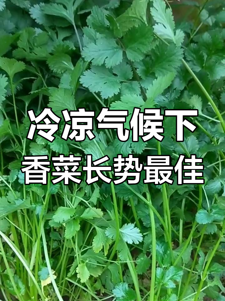 香菜种植温度掌握好,才能长得更旺盛