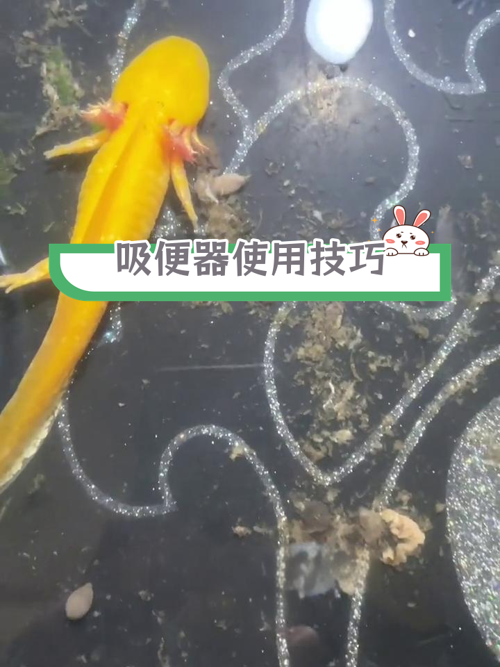 六角恐龙鱼粪便清理大揭秘