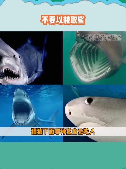 那么清澈的眼神,结果是海洋中的超雄 鲨鱼