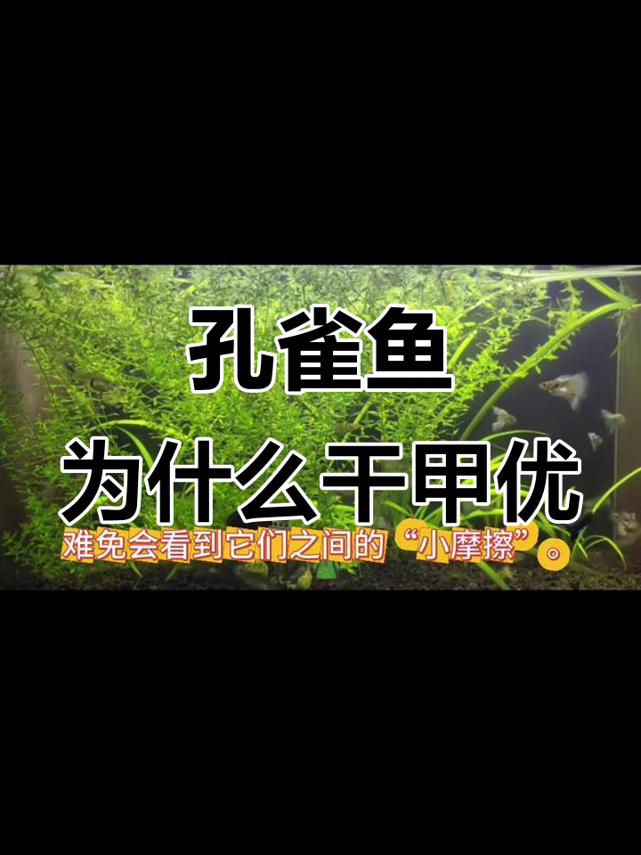 孔雀鱼打架背后的真相，母鱼为何总爱掐架？