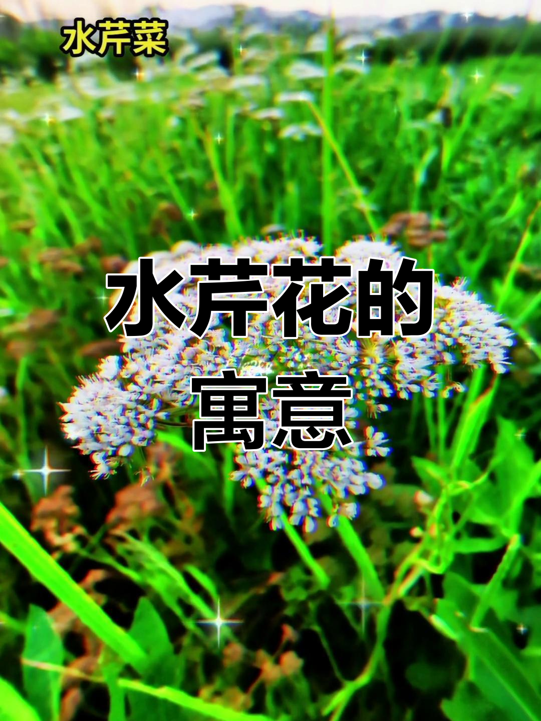 水芹菜,草本植物,花语象征释放与自由