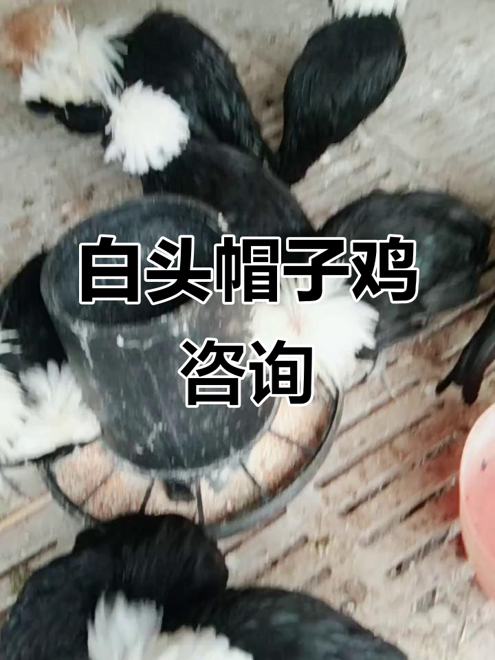 白头帽子鸡:有需要的联系,了解更多信息
