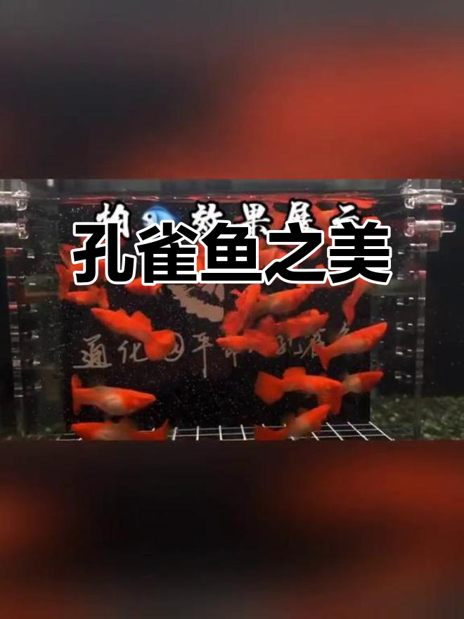 孔雀鱼摄影缸,尽显热带鱼的绚丽色彩