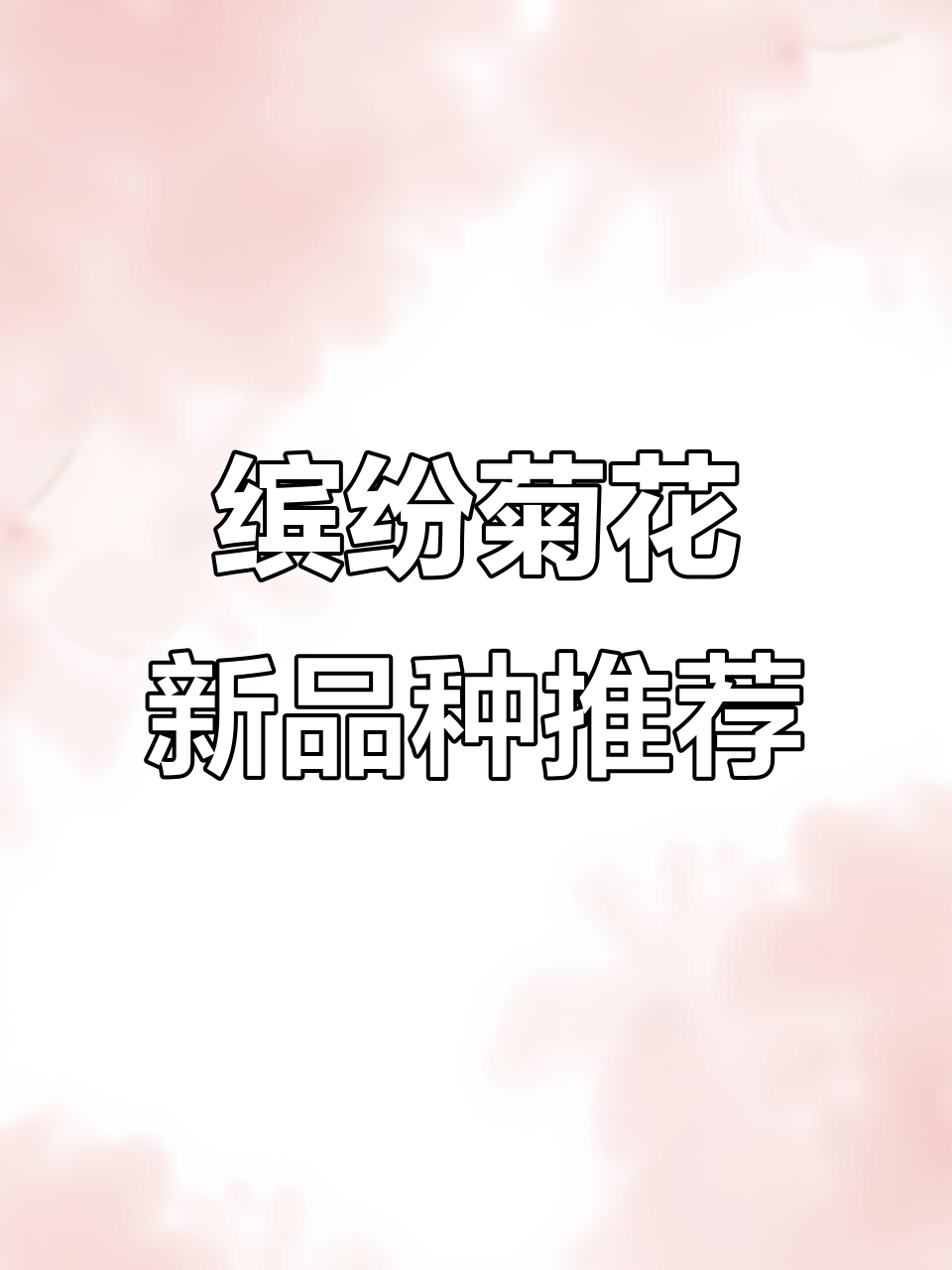 2026年主推菊花品种大揭秘，白月光、草莓冰淇淋等新品亮相