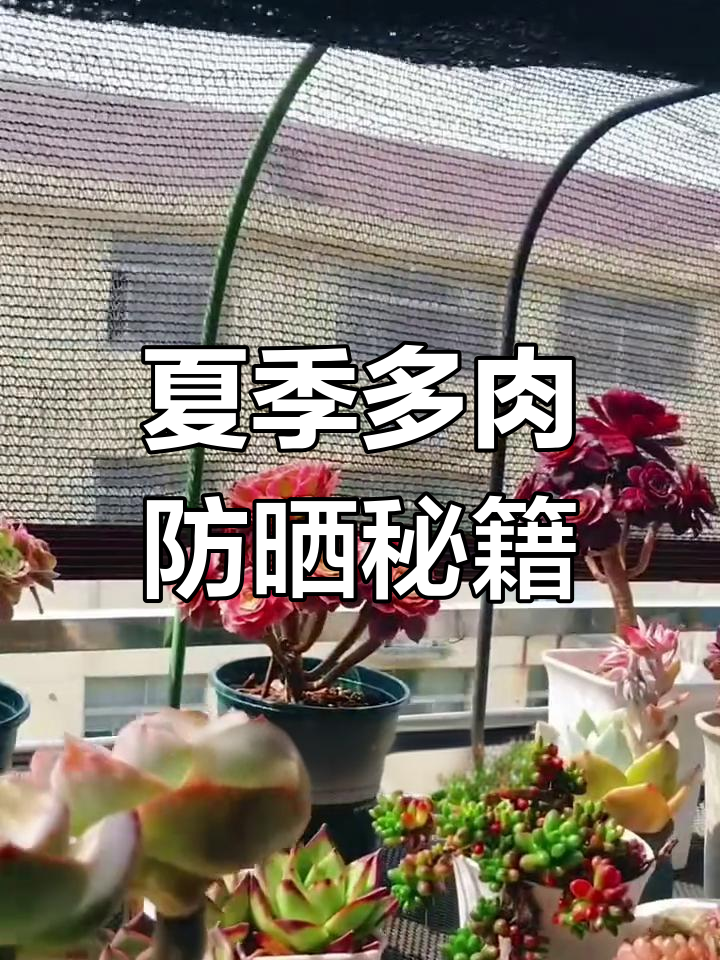 多肉夏季防晒技巧,遮阳网选择与使用全攻略