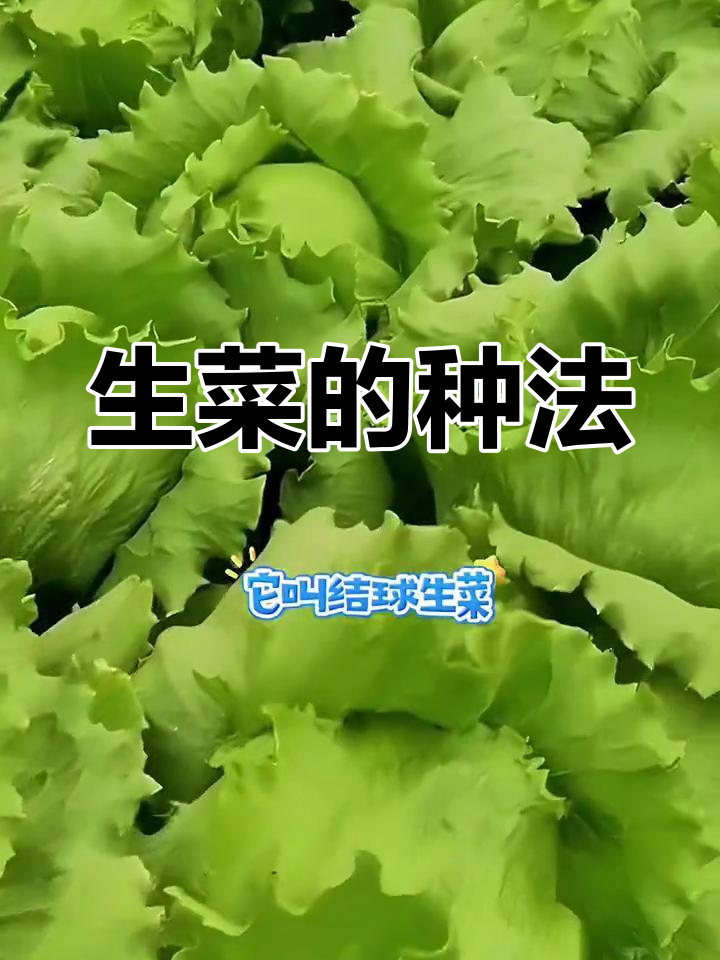 结球生菜种植技巧,轻松学会