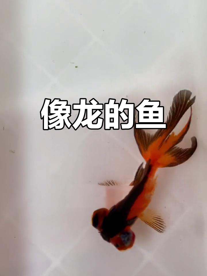 龙睛金鱼:眼睛凸出如龙眼,超易饲养