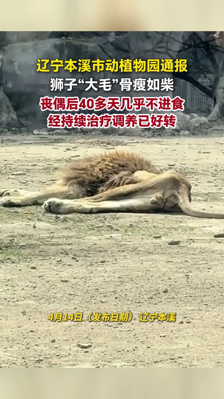 辽宁本溪市动植物园通报狮子“大毛”骨瘦如柴:丧偶后40多天几乎不进食