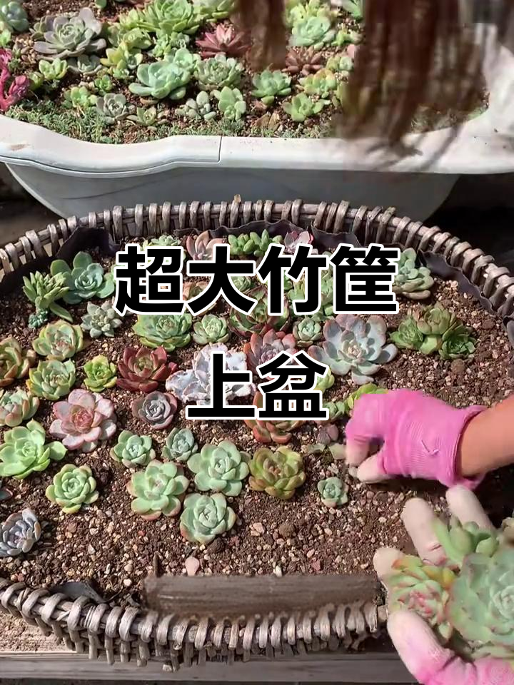 超大竹筐种多肉，透气又爆盆