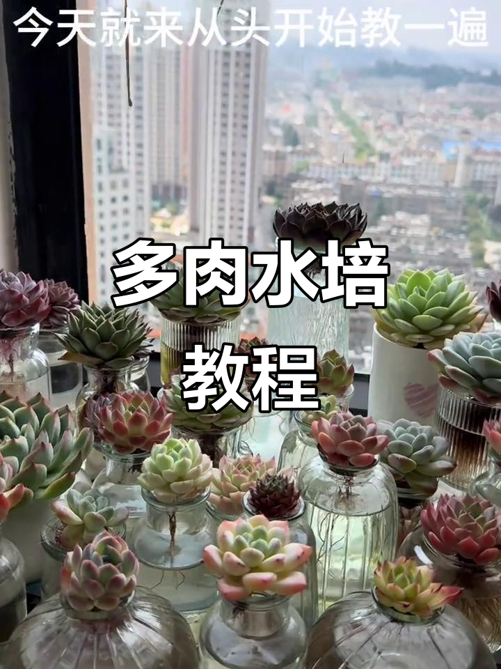 水培多肉全攻略：从根部处理到养护技巧