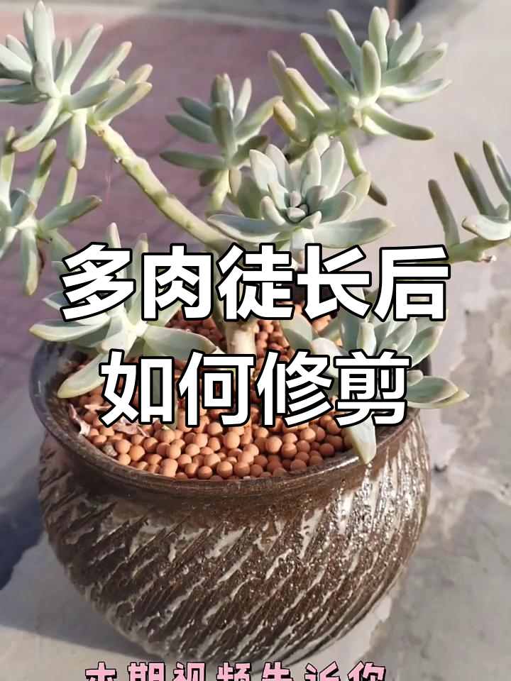 多肉徒长怎么办？四种方法教你轻松处理