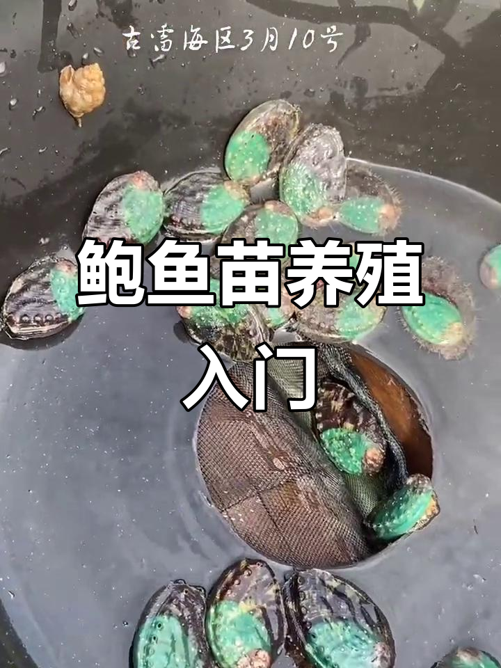 鲍鱼苗养殖技巧,轻松掌握