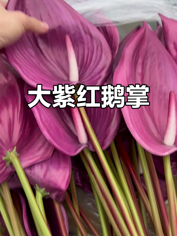 紫红色鹅掌大得惊人，比手掌还宽！