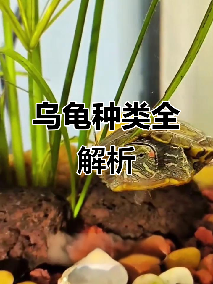 乌龟种类大揭秘,五种以上才称得上专家!