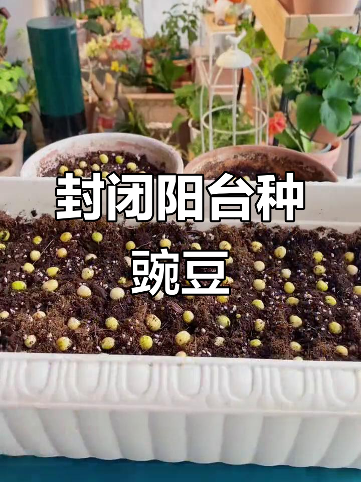 阳台种豌豆苗，轻松搞定无虫害，第一波菜已吃上