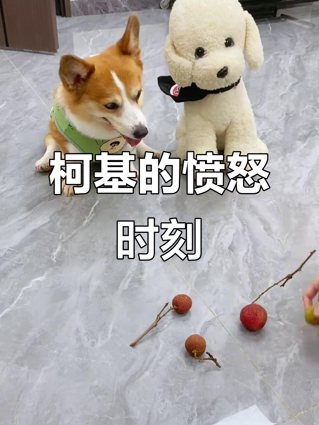 柯基生气了!奶茶事件引发大闹,狗狗心思全写在脸上