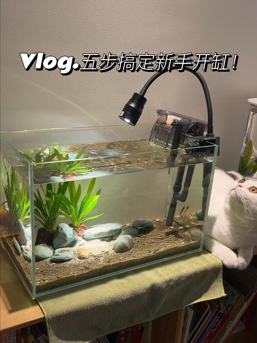 新手开缸一点都不难!开缸步骤经验分享