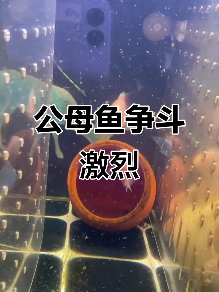 母鱼产卵后变斗士，公鱼绅士风范全无