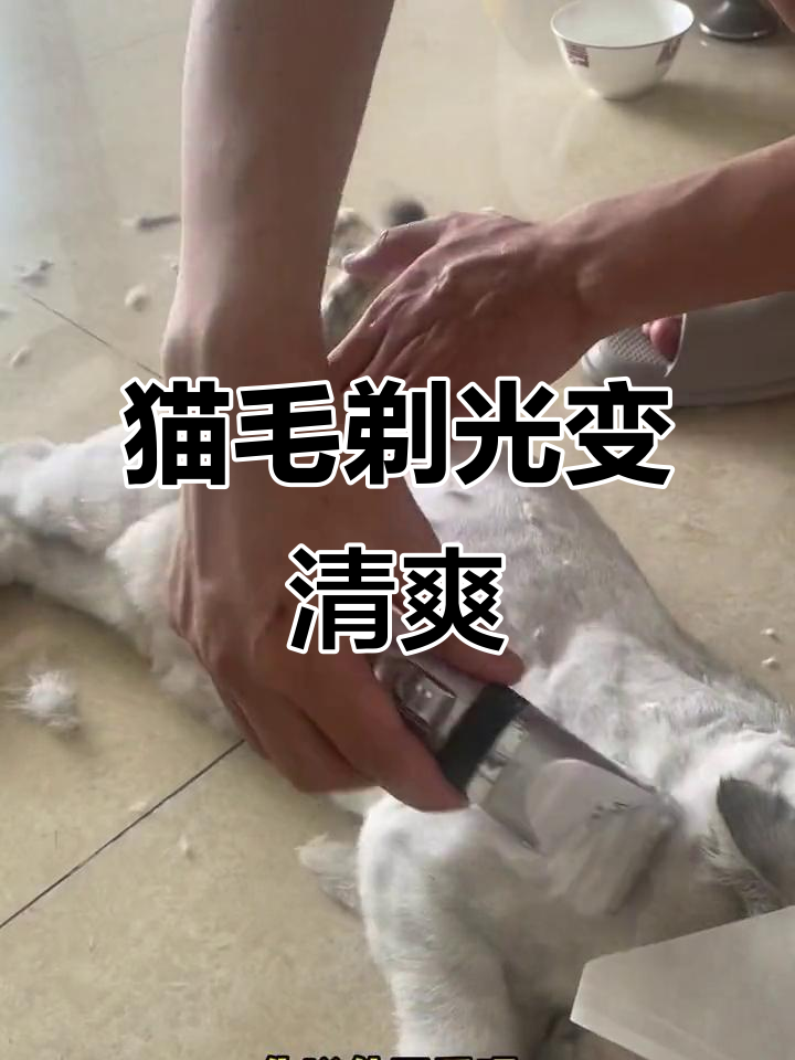 给猫咪剃毛像打仗,护身符让它乖巧多了