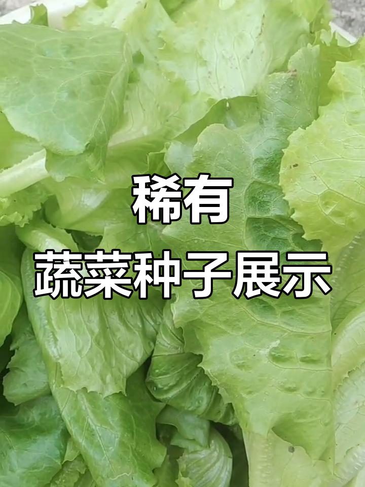 稀有蔬菜种子大揭秘，小青菜图片全览