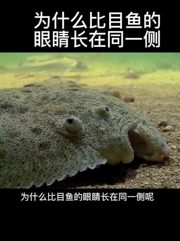 为什么比目鱼的眼睛长在同一侧