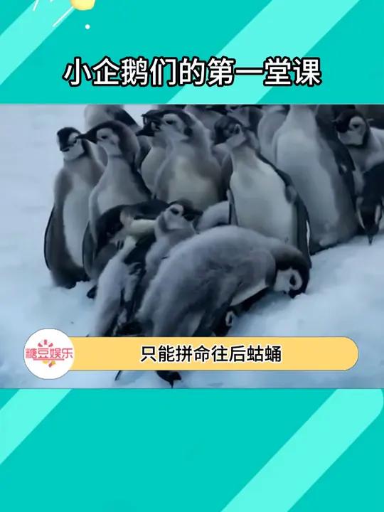 you jump!I jump!小企鹅学游泳也得有鹅带个头!企鹅 南极 神奇的大自然