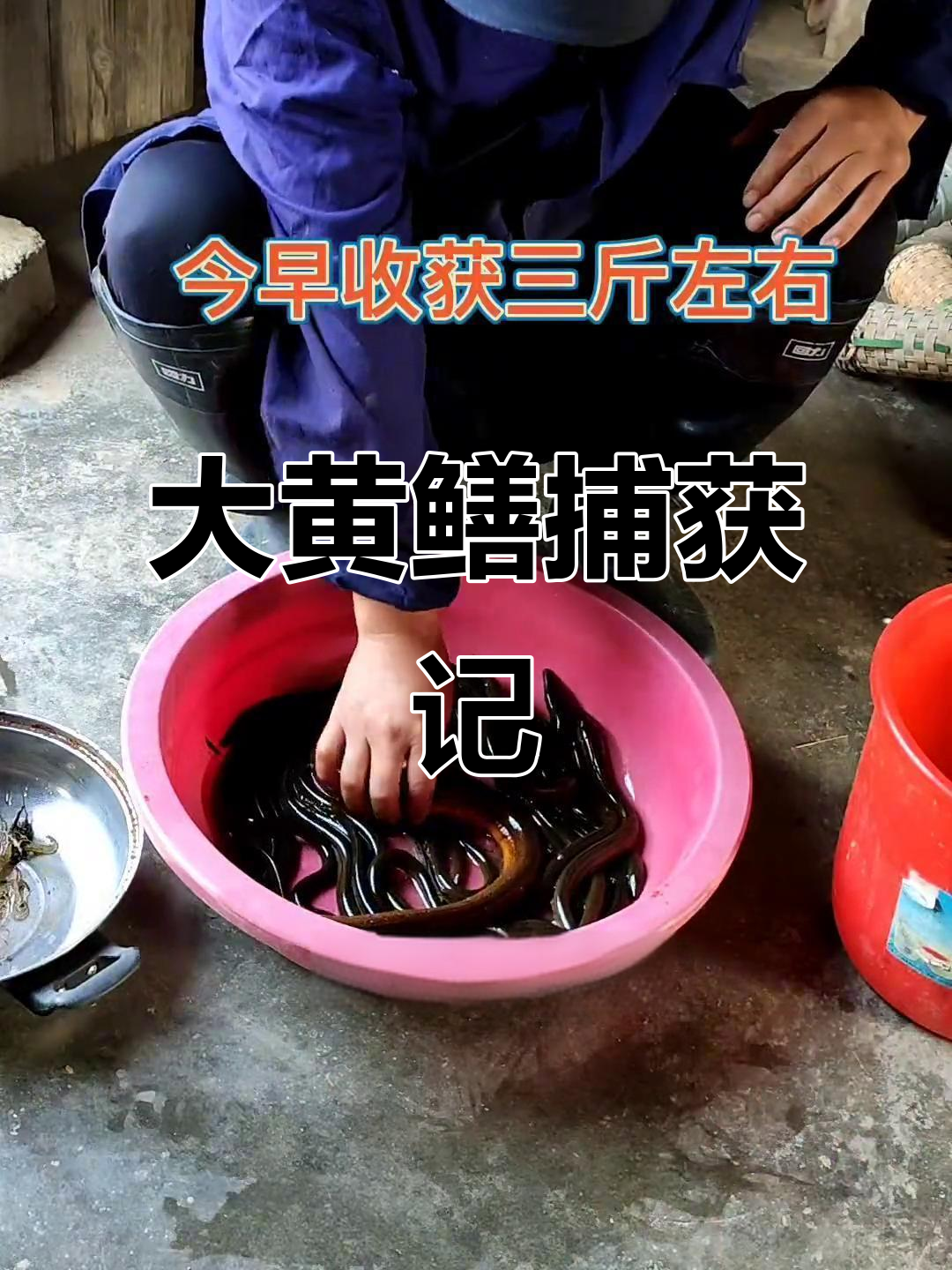 芦苇丛中抓大鳝,三斤左右真不小