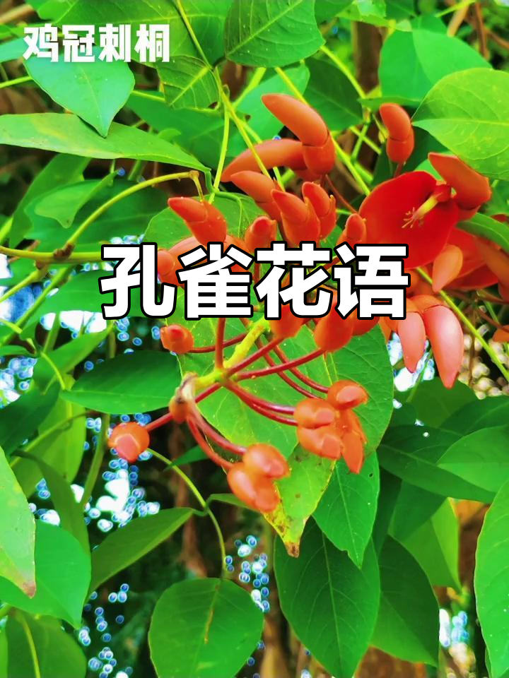 鸡冠刺桐,如孔雀开屏般美丽,象征着永恒与富贵