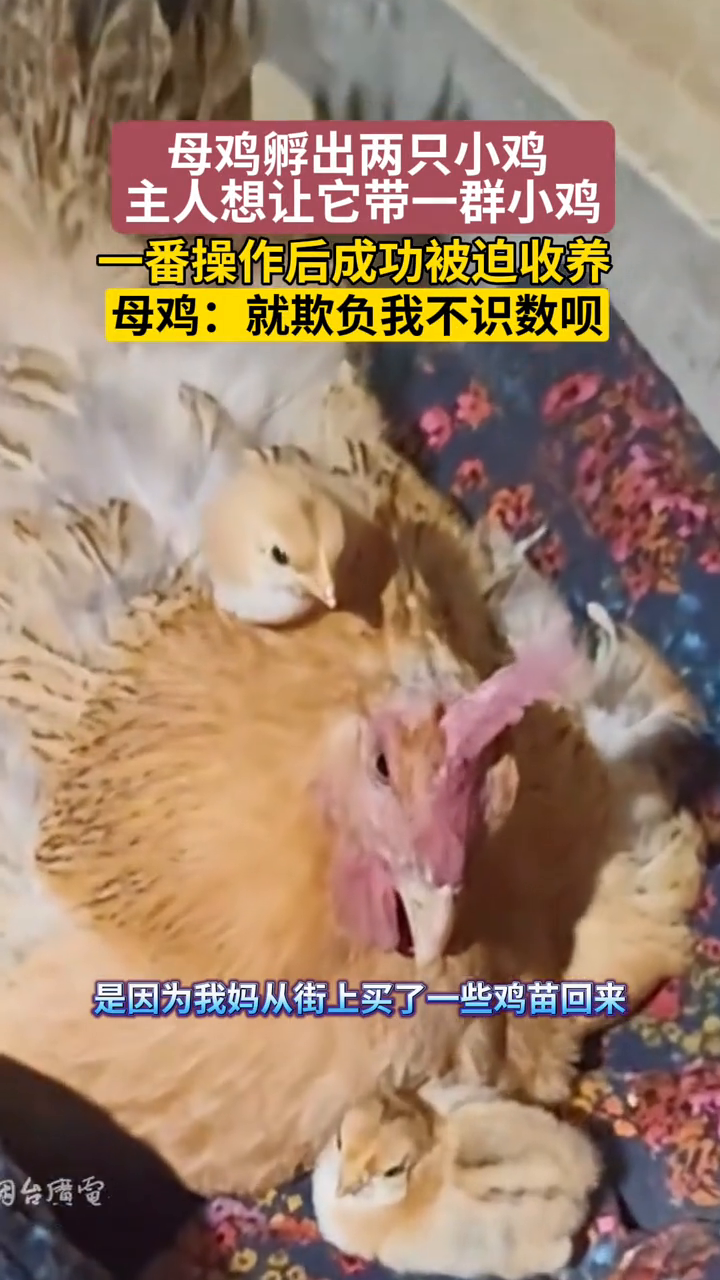 主人一番操作后母鸡成功被迫收养鸡苗