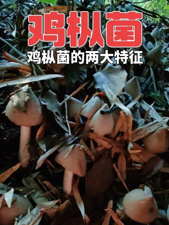 鸡枞菌 介绍一下鸡枞菌的两大主要特征