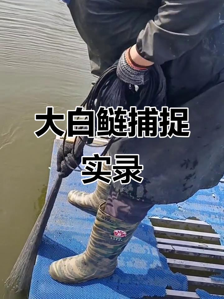 野生大白鲢捕捞现场,户外达人挑战极限