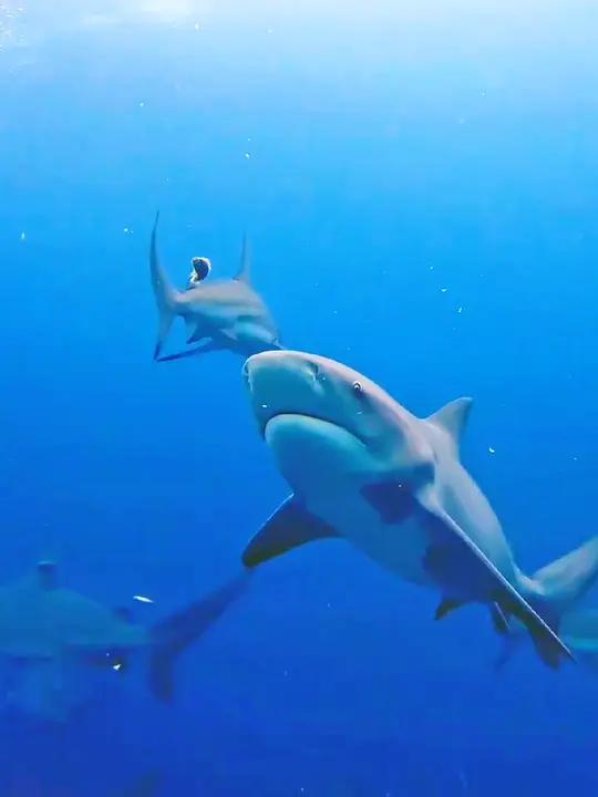 带你遨游蔚蓝色的海底世界与五彩缤纷的海洋鱼类零距离!一起看看海底世界 奇妙的海洋生物 海洋