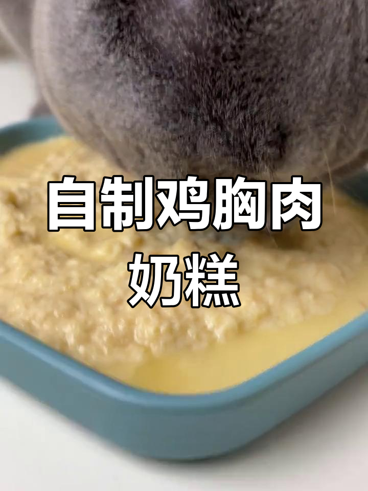 简单自制猫饭,营养补水又美毛,幼猫最爱吃