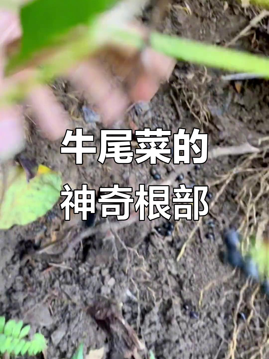 师傅不愿出镜,牛尾菜根的故事却让人惊艳
