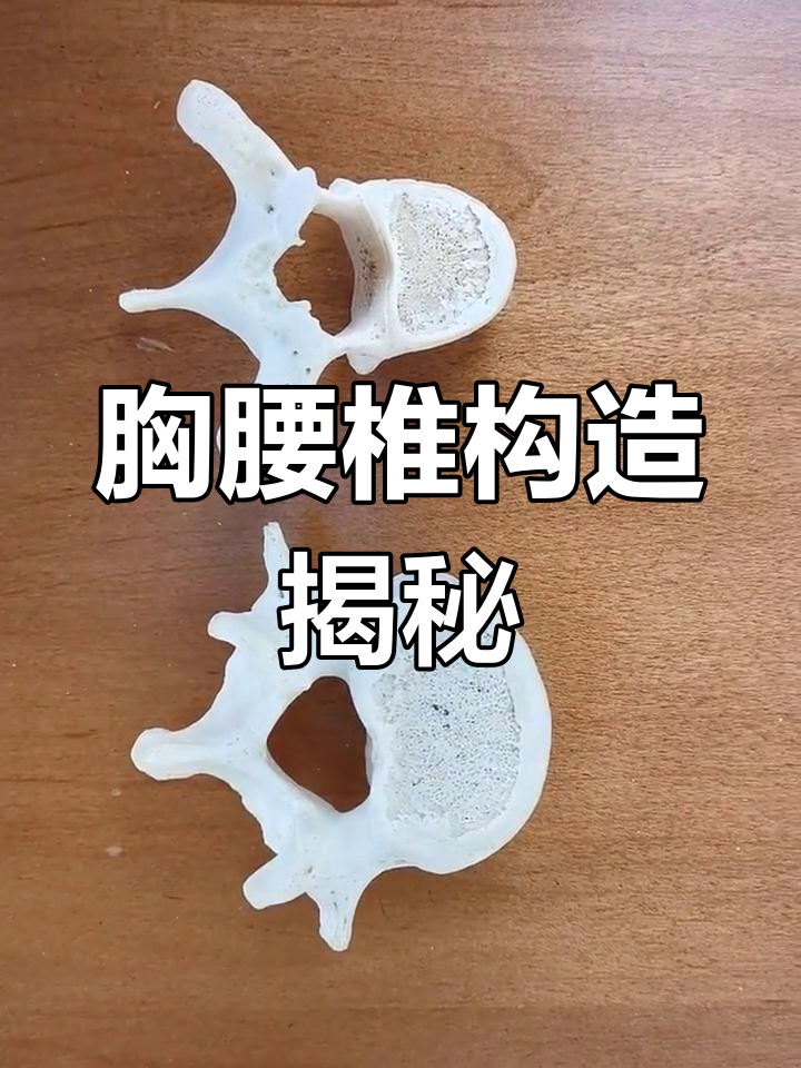 胸腰椎解剖结构解析