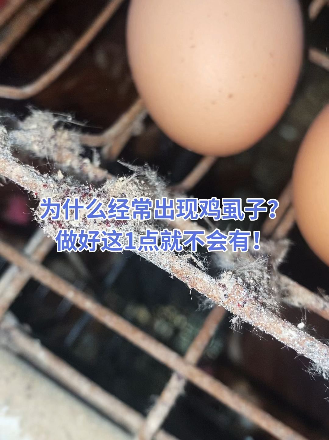 为什么经常出现鸡虱子?做好这1点就不会有!