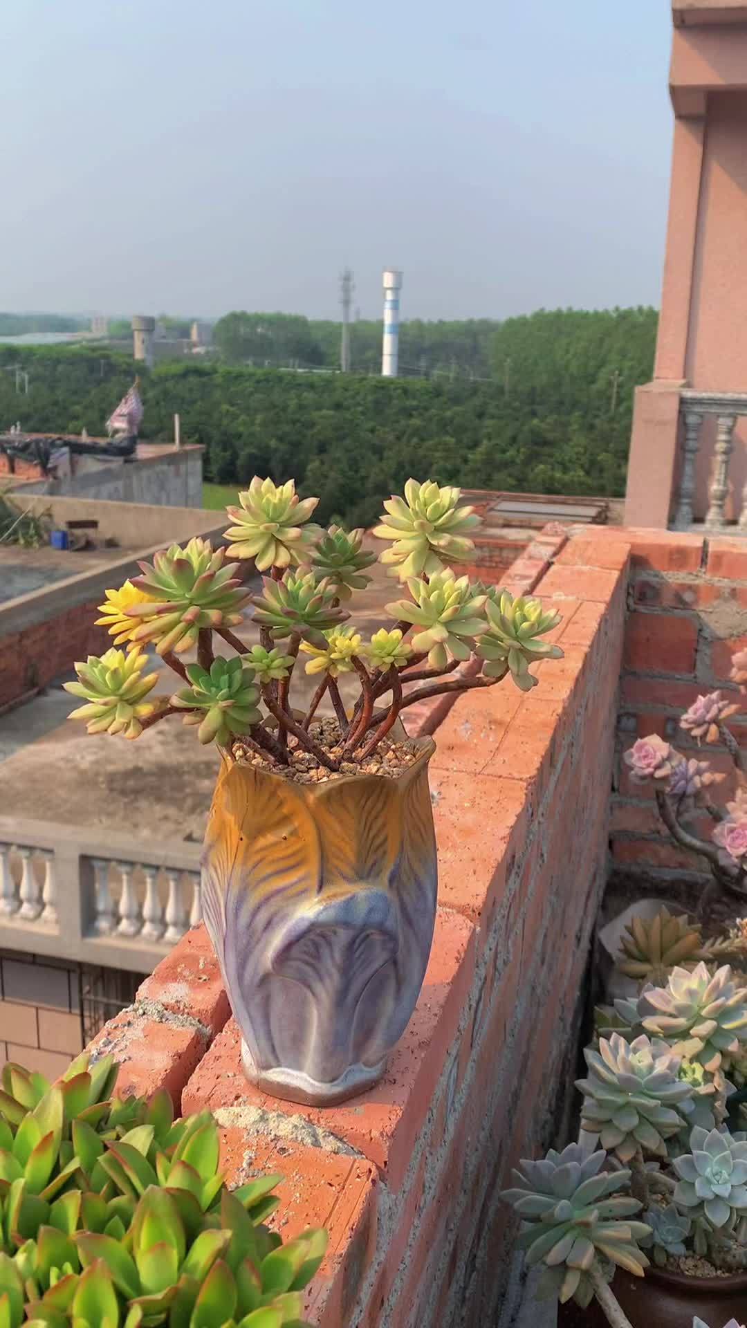 每个枝头都不一样 叮当锦 多肉植物